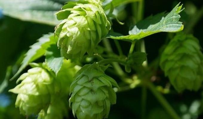 Light hits the bright leaves of a hops plant.