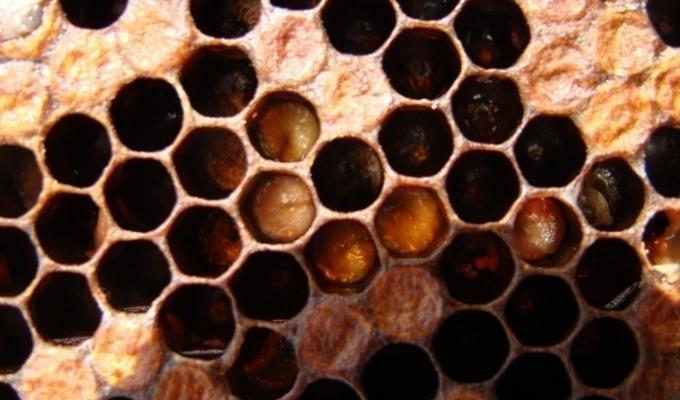 A close-up of the hexagonal pattern of a honeycomb with small larvae inside. 