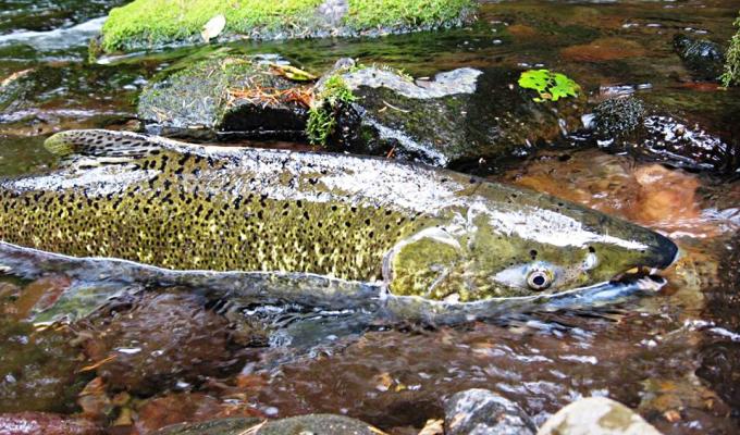 A glossy Chinook salmon swims against the current in a shallow stream.