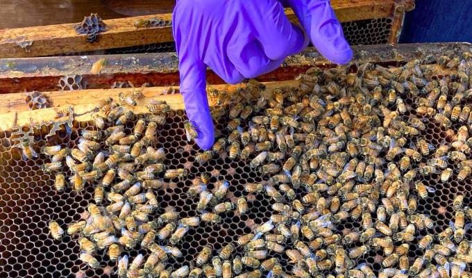 A finger in a blue glove points to honey bees in a hive.