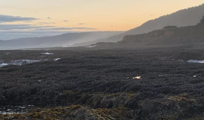 Dark, rocky shores stretch to the ocean against a hazy sunrise, waves lapping against the rocks.
