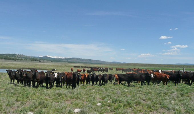 Cattle on rangeland.