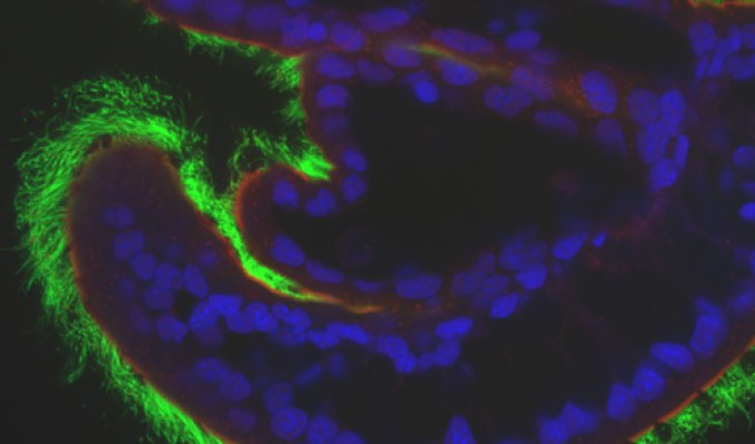 Microscopic view of glowing bacteria