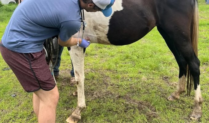 Jared McClure, a senior majoring in biology, takes care of a horse's wound during a field clinic.