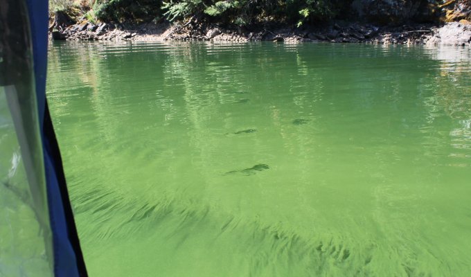 2024 cyanobacterial bloom at Detroit Reservoir, photo by Elijah Welch, city of Salem.