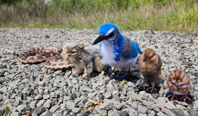 From left are a rattlesnake, gopher snake, jay, cowbird and sparrow.