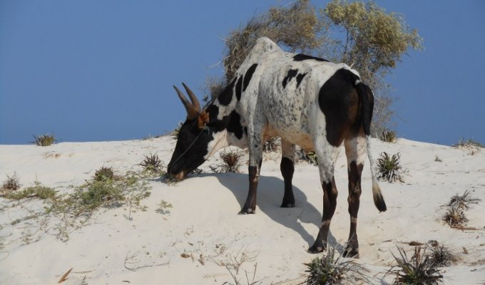 A black and white cow on a white hill.