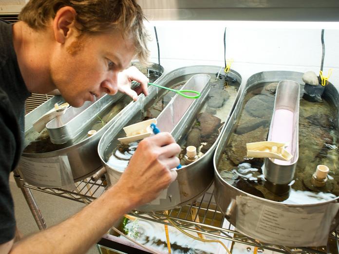Faculty working salmon in John L Fryer Lab.