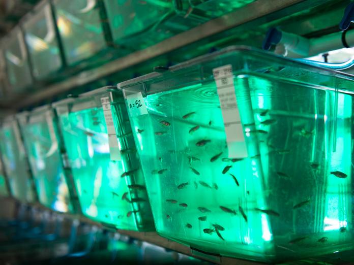 Zebrafish stored in the PNW Center labs.