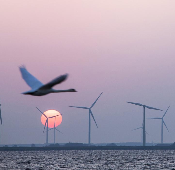 Bird flying next to windmills