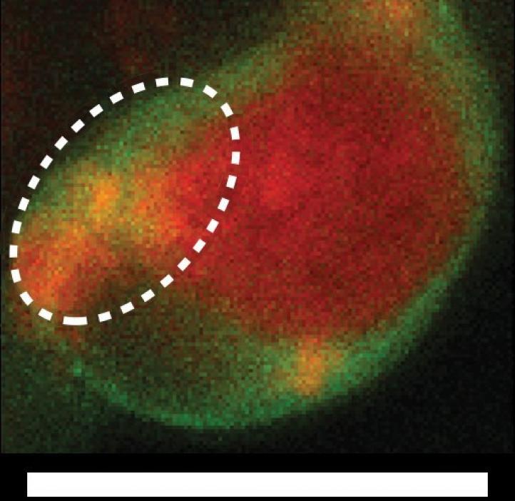 red, green, and yellow cell cytoplasm