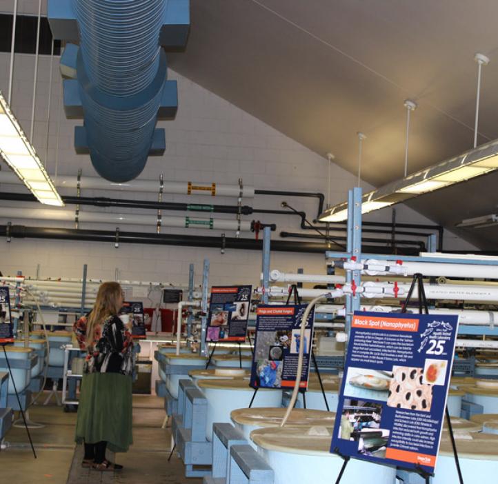 salmon disease lab equipment and posters