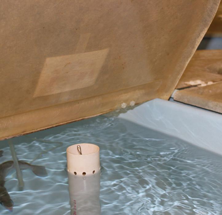 Fish swimming in new heat-controlled tanks