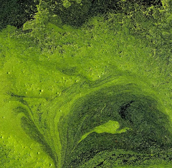 Aerial shot of an algal bloom