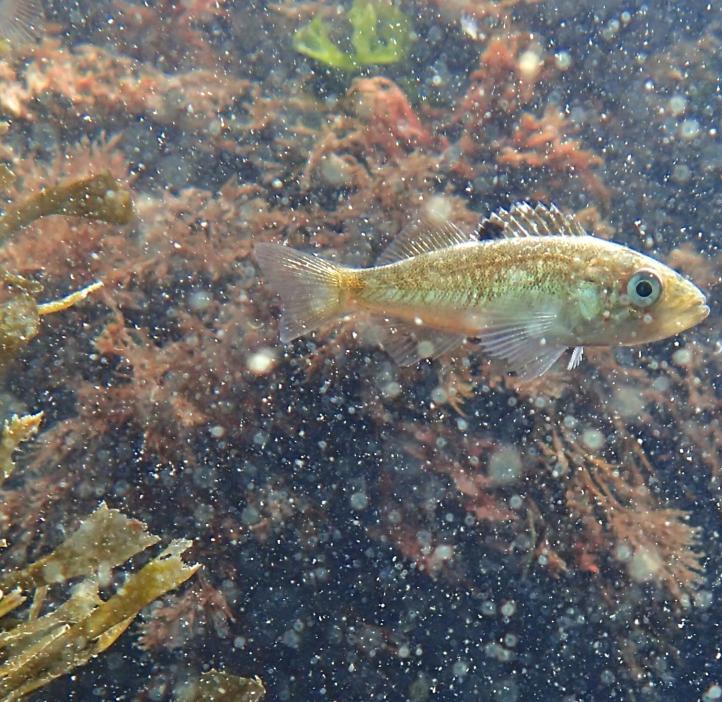 A juvenile blackrock fish