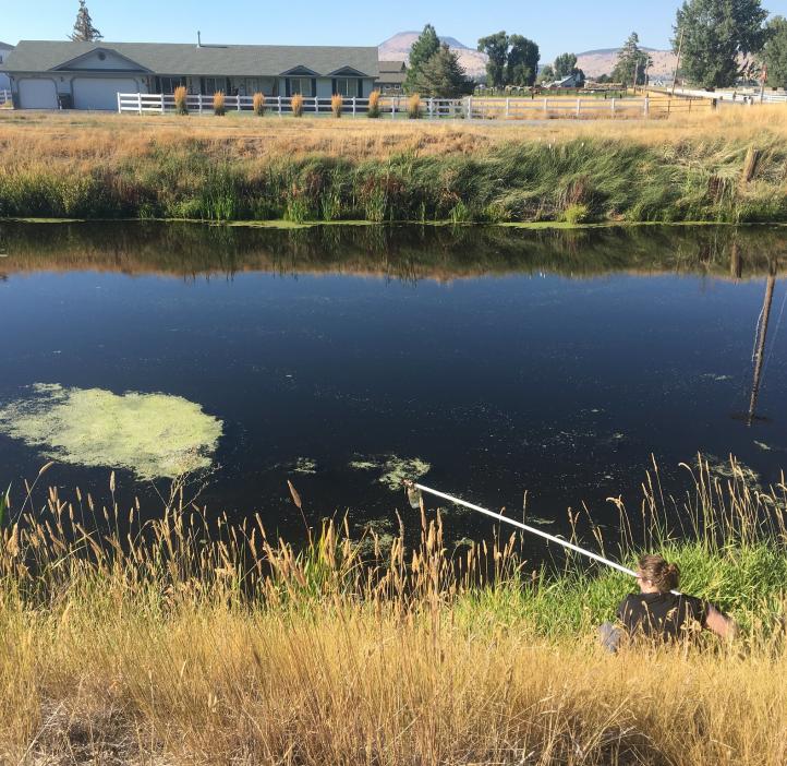 A researcher extends a tool over a small body of water to sample algae.