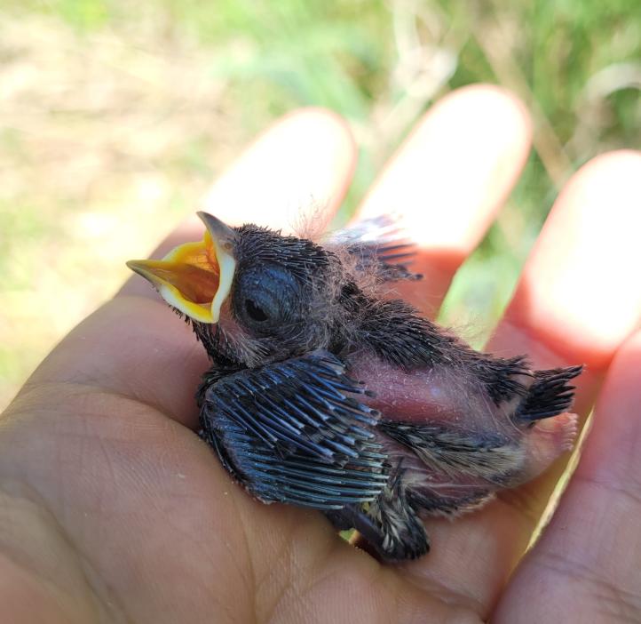 Western bluebird nestling.