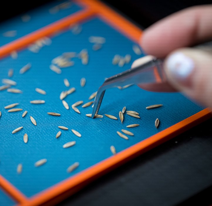 A closeup of a scientist sorting seeds for a computer to analyze