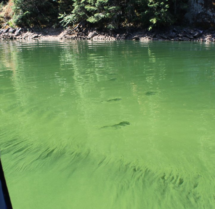 2024 cyanobacterial bloom at Detroit Reservoir, photo by Elijah Welch, city of Salem.