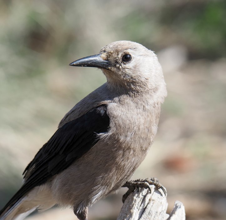 Close-up of a bird